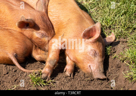 Tamworth suinetti addormentato nel sole di primavera a Cotswold Farm Park, a Kineton, GLOUCESTERSHIRE REGNO UNITO Foto Stock