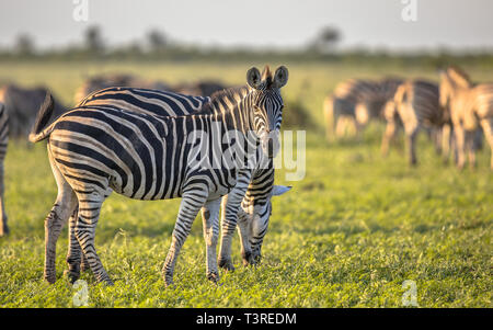 Zebre comune (Equus quagga) rovistando nella savana bushveld del parco nazionale Kruger Sud Africa in colori luminosi Foto Stock