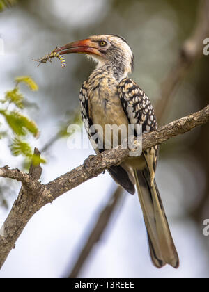 Rosso del sud-fatturati hornbill (Tockus erythrorhynchus) arroccato nella struttura ad albero con insetto nel becco nel parco nazionale di Kruger, Sud Africa Foto Stock