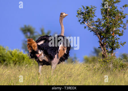 Struzzo Sudafricano (Struthio camelus australis) maschio guardando indietro dalla savana verde Foto Stock