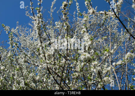 Sussex molla a piedi Uckfield e aree locali Foto Stock