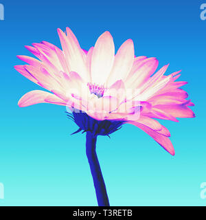 Il neon colorato di rosa e bianco fiore di gerbera isolato su un turchese gradiente dello sfondo con percorso di clipping. Primo piano. Vaporwave, retrovawe, colori al neon Foto Stock