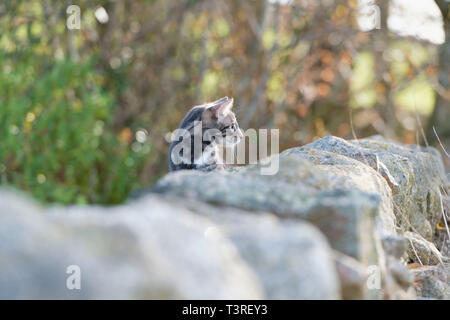 Un giovane gatto grigio del Tabby che guarda attentamente da dietro un Muro di pietra Foto Stock