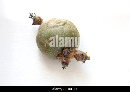 La germogliazione di patate isolata contro uno sfondo bianco Foto Stock