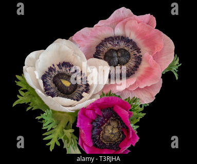 Arte still life macro floreale di un trio di isolato di wide open rosa bianco rosso anemone a fiori con foglie verdi e texture dettagliate su nero Foto Stock