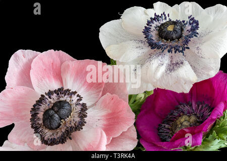 Arte still life macro floreale di un trio di isolato di wide open rosa bianco rosso anemone a fiori con foglie verdi e texture dettagliate su nero Foto Stock