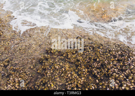 Casa di granchi sulla spiaggia in mare dalla Thailandia. Foto Stock