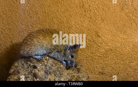 Primo piano di una cairo mouse spinoso seduto su una roccia, comune roditore di Africa del nord Foto Stock