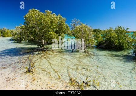 Mangrovie che crescono su sabbia piane di marea porto Smith Western Australia Foto Stock