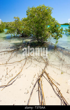 Mangrovie che crescono su sabbia piane di marea porto Smith Western Australia Foto Stock