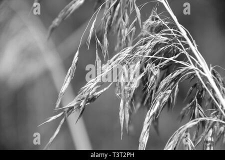 Infiorescenza Reed close-up. Profondità di campo. Durante la stagione estiva. Immagine in bianco e nero Foto Stock