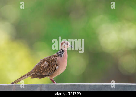 La colomba punteggiata è una piccola e un po' lunga-tailed pigeon che è un comune resident Breeding Bird in tutta la sua gamma nativo sul subcontinente indiano Foto Stock