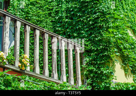 Balcone in legno ringhiera in una vecchia casa ricoperta con uva selvatica Foto Stock