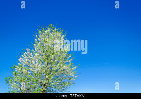 Struttura di fioritura pera su sfondo cielo Foto Stock