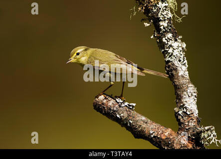 Wood Warbler sul ramo coperto di lichen nel Cairngorms National Parco Scozia Foto Stock