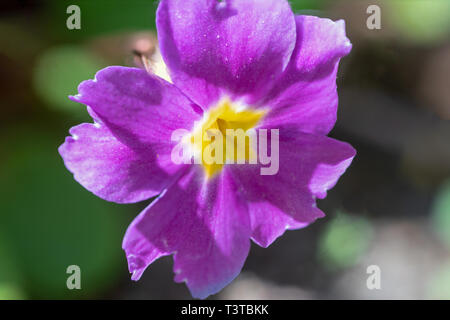 Ripresa macro di un unico viola primrose fiore che mostra molti dettagli come i pistilli Foto Stock