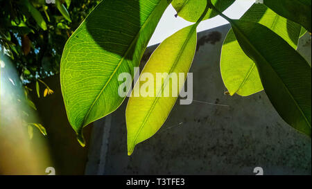 Close up vains in una foglia verde splendente di luce. Foto Stock