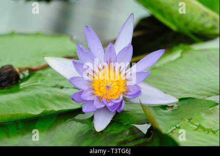 Nymphaeaceae / Nymphaea (Direttore GT Moore) fiore è una famiglia di piante da fiore, comunemente chiamato ninfee. Close-up. Foto Stock