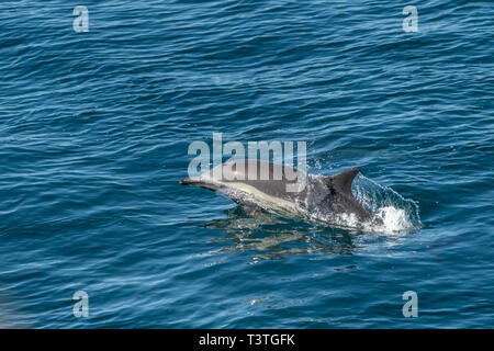 A lungo becco delfino comune (Delphinus capensis) al largo della costa della Baja California, Messico. Foto Stock