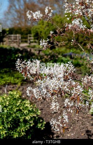 Amelanchier lamarckii, snowy mespilus, juneberry, canadensis. Foto Stock