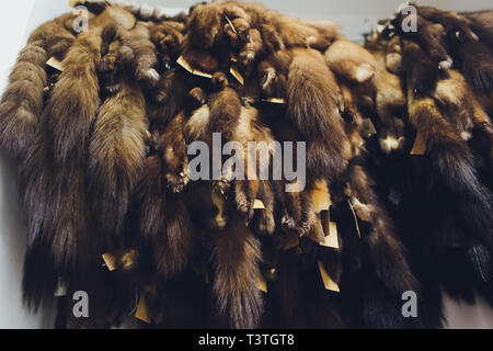 Pelo di animali. volpi, raccoon, lupo, castoro, di visone, nutria appeso dopo l'elaborazione. Foto Stock