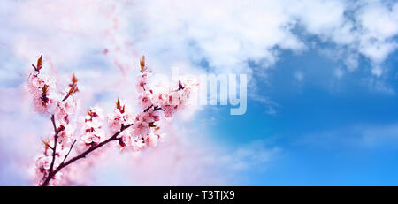 Rosa ciliegia blossoms filiale vicina. Fioritura di ciliegio. Molla di sfondo floreale. Cielo blu sullo sfondo. Posto per il testo. Formato panoramico Foto Stock