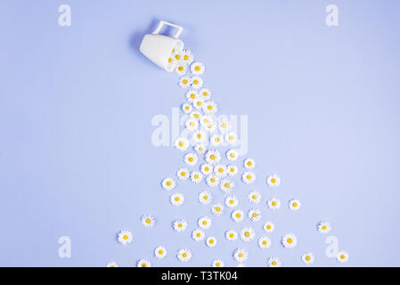 Layout creativo fatto di caffè o tè con fiori di colore bianco su sfondo viola. Chamomiles versare fuori dalla coppa. Primavera, estate concetto. Piatto, laici top v Foto Stock
