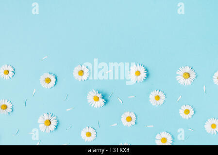 Composizione di fiori. Modello realizzato di chamomiles, petali di fiori sul pastello blu sullo sfondo. Primavera, estate concetto. Appartamento laico, vista dall'alto, spazio di copia Foto Stock