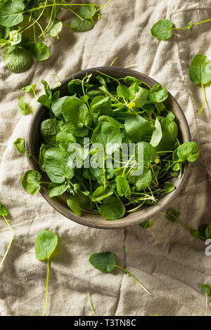 Materie organiche verde crescione vivente in una ciotola Foto Stock