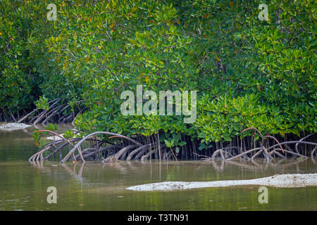 Il Pointe D'Esny zona umida nei pressi di Mahebourg, Mauritius, Isole Mascarene. Le zone umide sono state dichiarate un sito Ramsar di importanza internazionale. Foto Stock