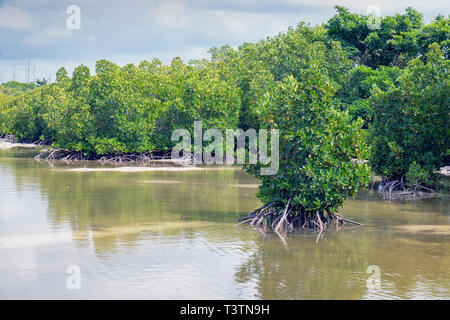 Il Pointe D'Esny zona umida nei pressi di Mahebourg, Mauritius, Isole Mascarene. Le zone umide sono state dichiarate un sito Ramsar di importanza internazionale. Foto Stock