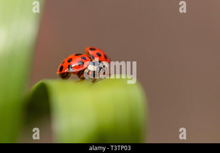 Un arlecchino ladybird (Harmonia axyridis) close up con copia spazio. Foto Stock