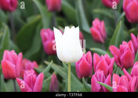 Bianco singolo tulip tra i tulipani rosa in un campo flowerbulb in Nieuwe-Tonge nei Paesi Bassi durante la stagione primavera Foto Stock