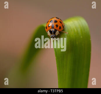 Un arlecchino ladybird (Harmonia axyridis) close up con copia spazio. Foto Stock