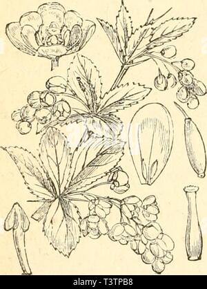 Immagine di archivio da pagina 31 del die Pflanzenfeinde aus der Klasse Foto Stock