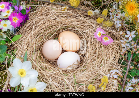 Composizione di pasqua di uova in un nido di paglia, ramoscelli di fioritura di salice e primrose fiori vista superiore Foto Stock