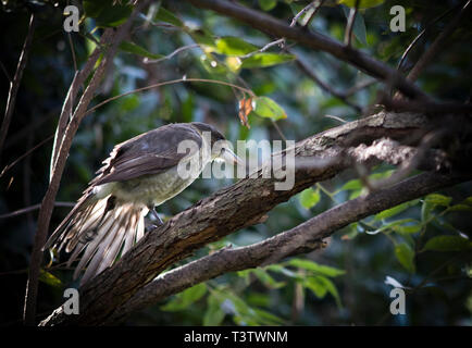 Australian Butcher Bird (Cracticus torquatus) Foto Stock