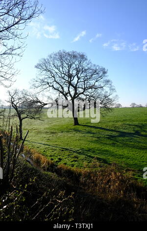 Cheshire, mucche da latte, Cheshire Grassland, Latticini fattoria, scena rurale, Holstein, Frisian, mandria, attività di fattoria, Agricoltura, bovini, bestiame, mungitura. Foto Stock