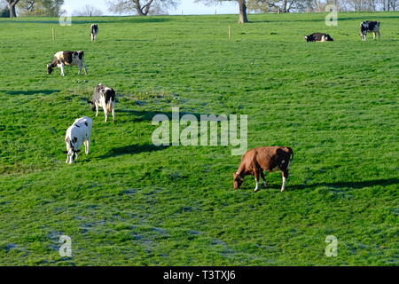 Cheshire, mucche da latte, Cheshire Grassland, Latticini fattoria, scena rurale, Holstein, Frisian, mandria, attività di fattoria, Agricoltura, bovini, bestiame, mungitura. Foto Stock