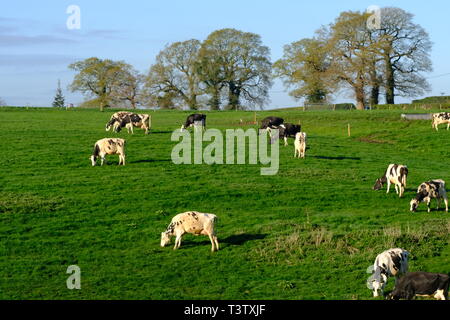 Cheshire, mucche da latte, Cheshire Grassland, Latticini fattoria, scena rurale, Holstein, Frisian, mandria, attività di fattoria, Agricoltura, bovini, bestiame, mungitura. Foto Stock
