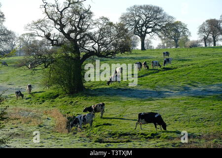 Cheshire, mucche da latte, Cheshire Grassland, Latticini fattoria, scena rurale, Holstein, Frisian, mandria, attività di fattoria, Agricoltura, bovini, bestiame, mungitura. Foto Stock
