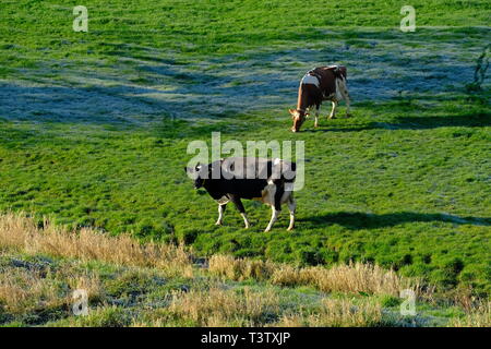 Cheshire, mucche da latte, Cheshire Grassland, Latticini fattoria, scena rurale, Holstein, Frisian, mandria, attività di fattoria, Agricoltura, bovini, bestiame, mungitura. Foto Stock