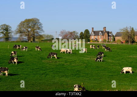 Cheshire, mucche da latte, Cheshire Grassland, Latticini fattoria, scena rurale, Holstein, Frisian, mandria, attività di fattoria, Agricoltura, bovini, bestiame, mungitura. Foto Stock