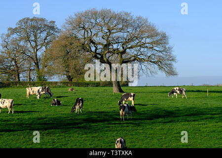 Cheshire, mucche da latte, Cheshire Grassland, Latticini fattoria, scena rurale, Holstein, Frisian, mandria, attività di fattoria, Agricoltura, bovini, bestiame, mungitura. Foto Stock