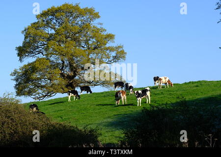 Cheshire, mucche da latte, Cheshire Grassland, Latticini fattoria, scena rurale, Holstein, Frisian, mandria, attività di fattoria, Agricoltura, bovini, bestiame, mungitura. Foto Stock