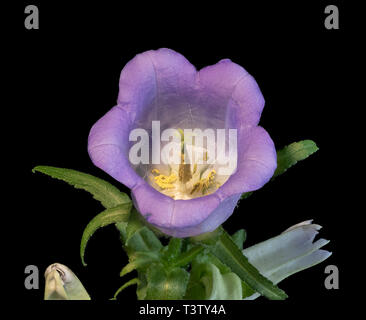 Arte still life macro colore del cuore interno di un singolo isolato viola la campanula/campanula blossom,Gemme.foglie verdi su sfondo nero Foto Stock