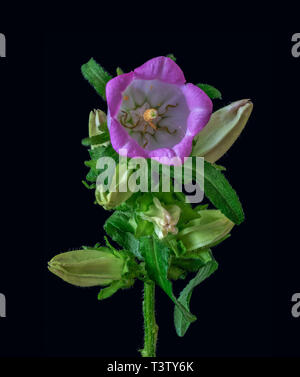 Arte still life macro di colore di un unico stelo isolato di una campanula/campanula con uno aperto fiore viola,molti boccioli e foglie verdi Foto Stock