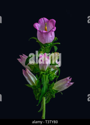 Arte still life macro di colore di un unico stelo isolato di una campanula/campanula con uno aperto rosa scuro blossom,molti boccioli e foglie verdi Foto Stock