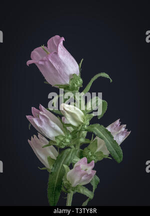 Arte still life color pastello macro di un unico stelo isolato di una campanula/campanula con uno aperto rosa luminoso blossom,diverse gemme Foto Stock