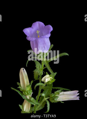 Arte still life macro di colore di un unico stelo isolato di una campanula/campanula con uno aperto fiore viola,molti boccioli e foglie verdi Foto Stock